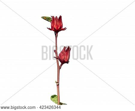 Rosella  Or Okra On White Background File Contains Clipping Path.it Is A Herb To Cure Thirst And Nou