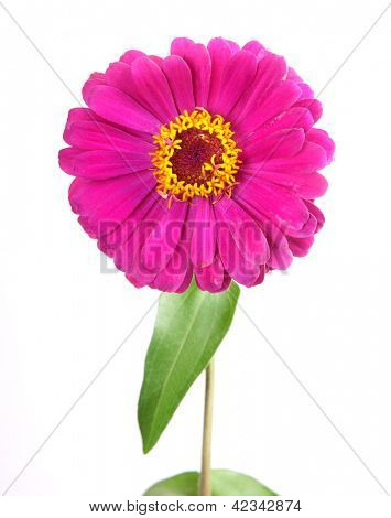 Genere Zinnia, famiglia Compositae