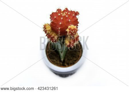 Red Grafted Moon Cactus Gymnocalycium Mihanovichii Isolated On White Background. Growing Ruby Ball C