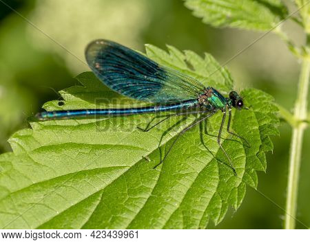 Calopteryx Virgo , Beautiful Damselfly , Calopterygidae , Dragonfly Resting On The Green Leaf Of Sti