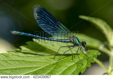 Calopteryx Virgo , Beautiful Damselfly , Calopterygidae , Dragonfly Resting On The Green Leaf Of Sti