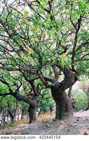 Fairy Branchy Pistachio Tree In Utrish Resort By Anapa. Scenic Fisheye View.