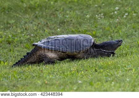 The Common Snapping Turtle (chelydra Serpentina) On A Meadow.