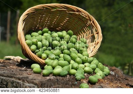 Miniature Mexican Watermelons - Melothria Scabra On Organic Farm