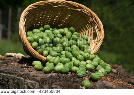 Miniature Mexican Watermelons - Melothria Scabra At Farmers Market