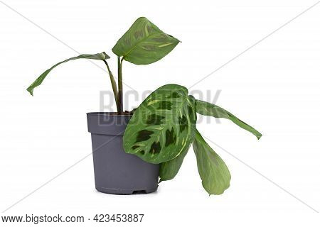Exotic Houseplant With Botanic Name 'maranta Leuconeura Kerchoveana Variagata'  With Spotted Leaves 