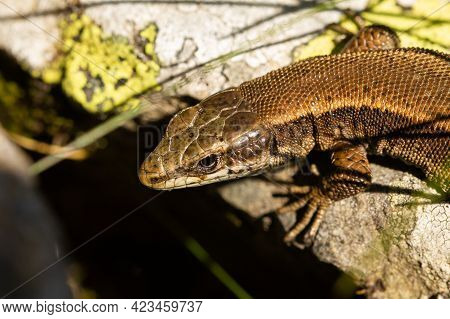 A Selective Focus Shot Of Pyrenean Rock Lizard