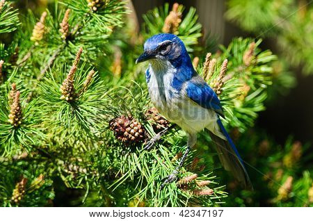 Wild Scrub Jay