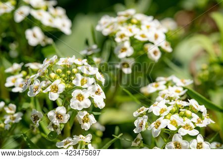 Fragrant Profusely Blooming Plant Lobularia, White Flowers Growing Outdoors In The Garden, Close-up,