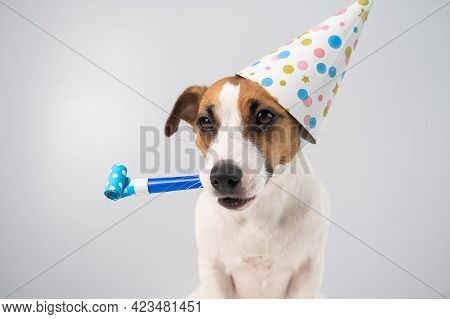 Funny Jack Russell Terrier Dog Wearing A Birthday Cap Holding A Whistle On A White Background.