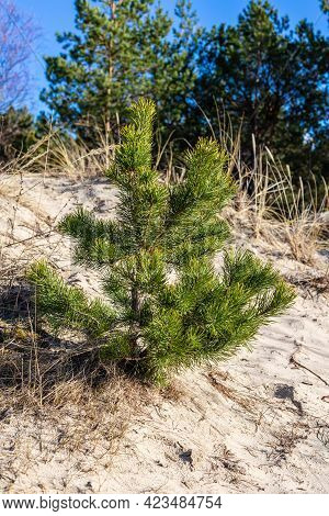 Young Pine Tree Growing In Sand At Beach. Vertical Photo Of Baby Pine Tree At Sunny Day In White San