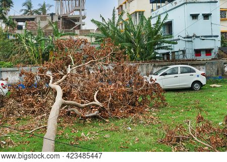 Howrah, West Bengal, India - 31st May 2020 : Super Cyclone Amphan Uprooted Trees Which Fell On A Fie