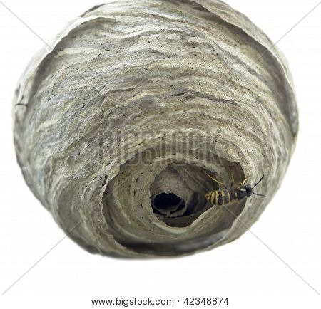 Nido di vespe