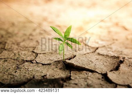 Recovery And Challenging In Life Or Business Concept.economic Crisis Symbol Or Ecology System.new Sp