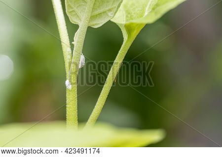 Mealybug Infestation Growth Of Plant. Macro Of Mealybug. Mealybugs On The Okra Plant.