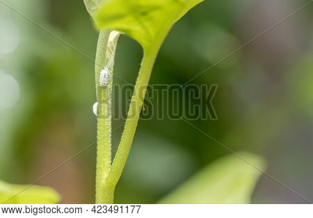 Mealybug Infestation Growth Of Plant. Macro Of Mealybug. Mealybugs On The Okra Plant.