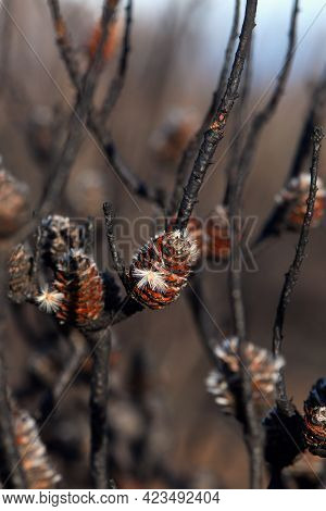 Blackened Australian Native Conestick Petrophile Pulchella Seed Pod Releasing Seeds Following A Bush