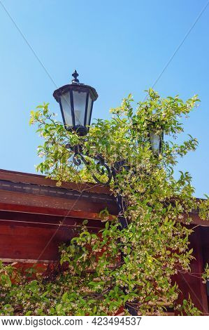 Street Light And Liana With Green Leaves And White Flowers - Star Jasmine ( Trachelospermum Jasminoi