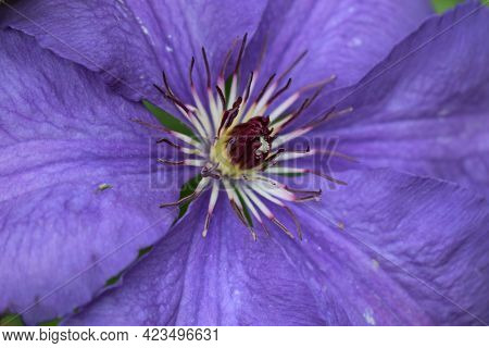 A Purple Clematis Flower, Clematis Viticella, Blooms In A Japanese Garden. Flower Of Clematis - Ranu