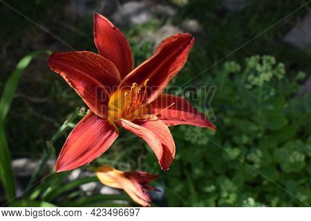 Closeup Of A Big Red Tiger Lily In The Garden Summer. Bright Red Beautiful Asiatic Macro