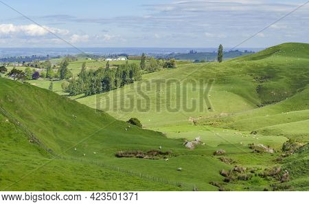 Idyllic Rural Scenery At The Waikato Region At The North Island Of New Zealand