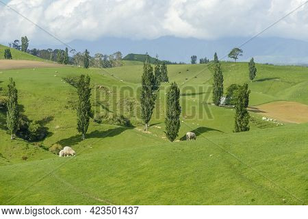 Idyllic Rural Scenery At The Waikato Region At The North Island Of New Zealand