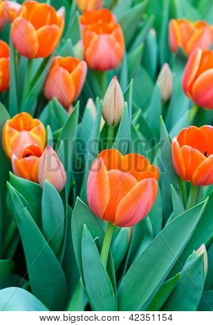 Fiore di tulipano arancione