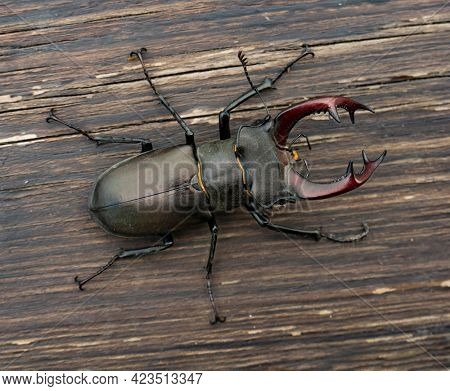 Male stag beetle (Lucanus cervus) on wood background