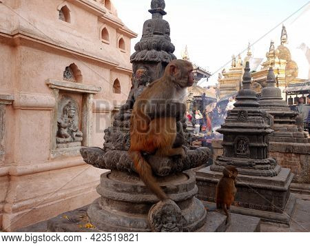 Monkey Walking Playing Sitting Relaxed In Swayambhunath Pagoda Or Swayambu Or Swoyambhu Or Monkey Te