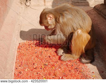 Monkey Walking Playing Sitting Relaxed In Swayambhunath Pagoda Or Swayambu Or Swoyambhu Or Monkey Te