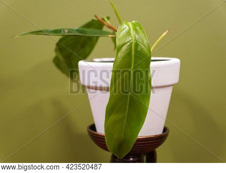 A Small Philodendron Patriciae, One Of The Rarest And Sought After Houseplant Collectors