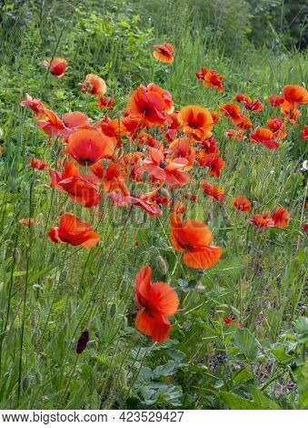 Field Of Red Poppies Flowers(papaver Rhoeas) Close Up. The Plant Is Also Known As Corn Rose, Common,