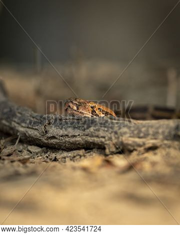 Python Molurus Or Indian Rock Python Or Black Tailed Python Portrait On Branch At Keoladeo Ghana Nat