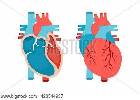 Heart Anatomy With Cross-section And Non Cut View. Anatomically Correct Heart. Cardiology Concept.