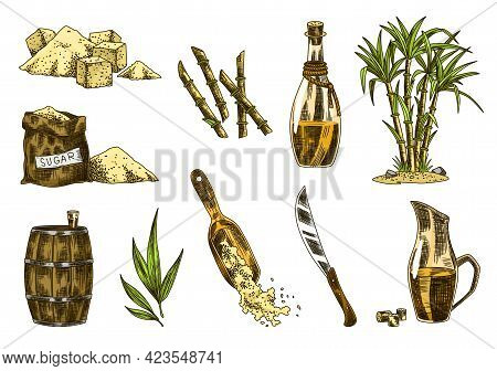 Cane Sugar. Set Of Product From Sugarcane Plants. Engraving Hand Drawn Natural Organic Food And Natu