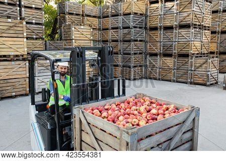 Forklift Carries Crates Of Fruit, Driver Work, Ripe, Red, Fresh, Tasty Apples In Container