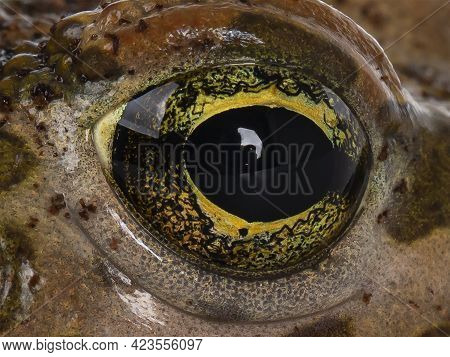 Full Frame Macro Shot Of Eye Form Bufo Boulengeri 
Aka African Green Toad.