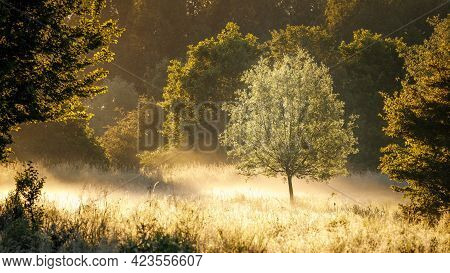 June 2021, Vlaardingen, The Netherlands Tree In Golden Sunlight