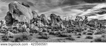 A Greyscale Shot Of A Wild Area With Stones And Sabal Palmetto Plants Under The Bright Sky