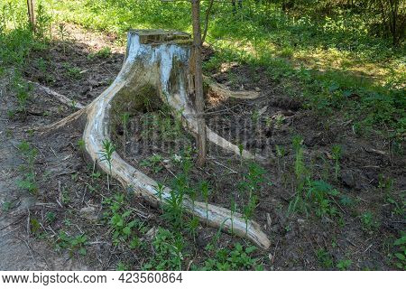 A Large White Stump With Long Roots On The Holy Spring Of St. Irinarch The Recluse In The Borisogleb