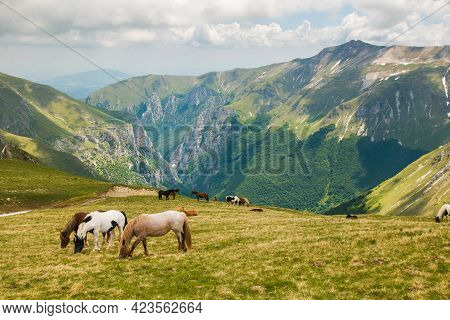 Portrait Of Grazing Wild Horses In The National Park Of Monti Sibillini, Frontignano, Marche, Italy
