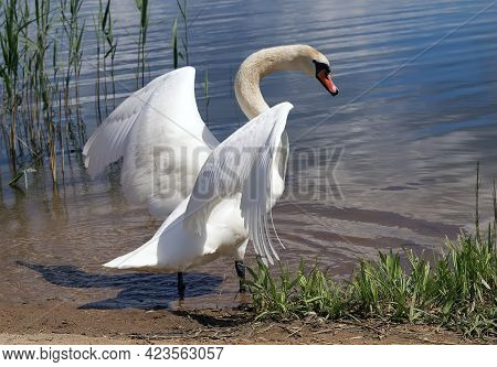 A Sibilant Swan With Outstretched Wings On The Water Surface.lake Shore.reflection Of The Sky And Cl