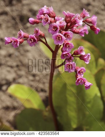 Bergenia, Known Also As Bergenia Cordifolia, Bergenia Blooming