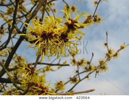 Hamamelis