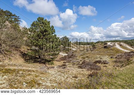 Green Pine Trees Among The Hills With White Sand, Wild Grass, Dry Heather In A Dutch Dune Reserve, S