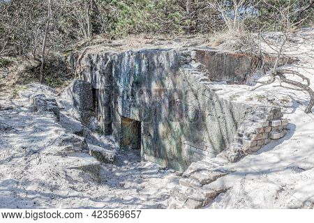 Old Abandoned Bunker Ruins On The Sandy Hills Of A Dutch Dune Reserve, Wild Vegetation And Pine Tree