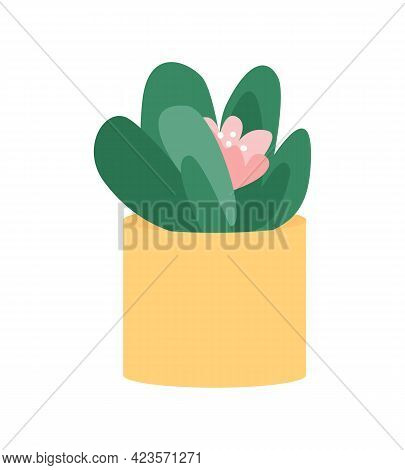 Indoor Flower Plant Succulent Semi Flat Color Vector Object. Flowering Perennial. Glossy Green Leave