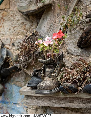 Geranium Plants With Flowers Growing In Old Boot, Garden Recycling Concept