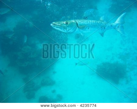 Barracuda
