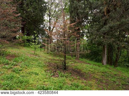 Disease Of Spruce Plants. Dried Spruce Plant In The Mountains Or Forest.
